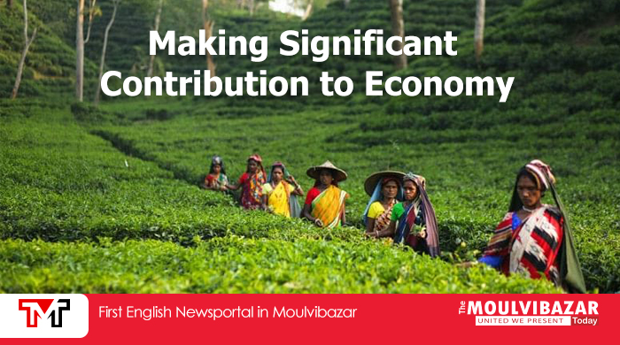 Moulvibazar is the top producer of tea in the country!